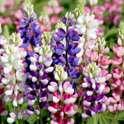 Suttons Seeds Suttons Seed Lupinus Avalune Mix