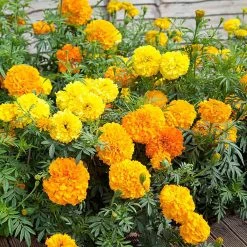 Suttons Seeds Suttons Seed African Marigold Crackerjack Mix