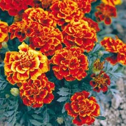 Suttons Seeds Suttons Seed French Marig Queen Sophia