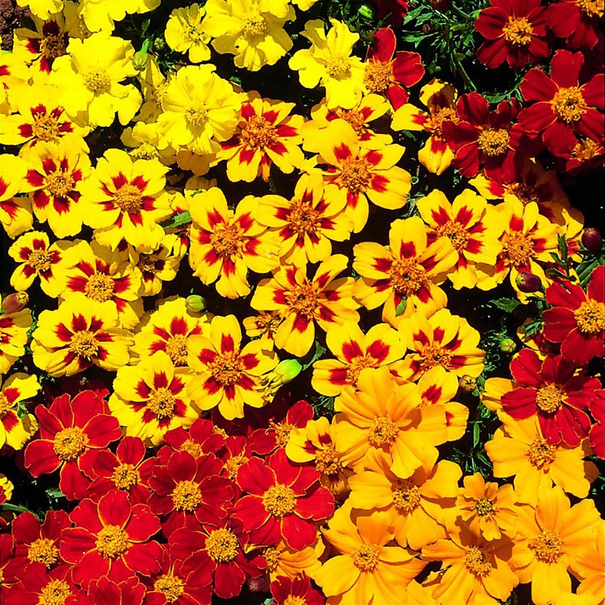 Suttons Seeds Suttons Seed French Marigold Fantasia Mix 2 Suttons Seeds Suttons Seed French Marigold Fantasia Mix - Billede 2