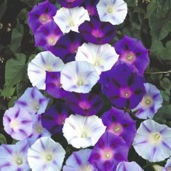 Suttons Seeds Suttons Seed Morning Glory Inkspots