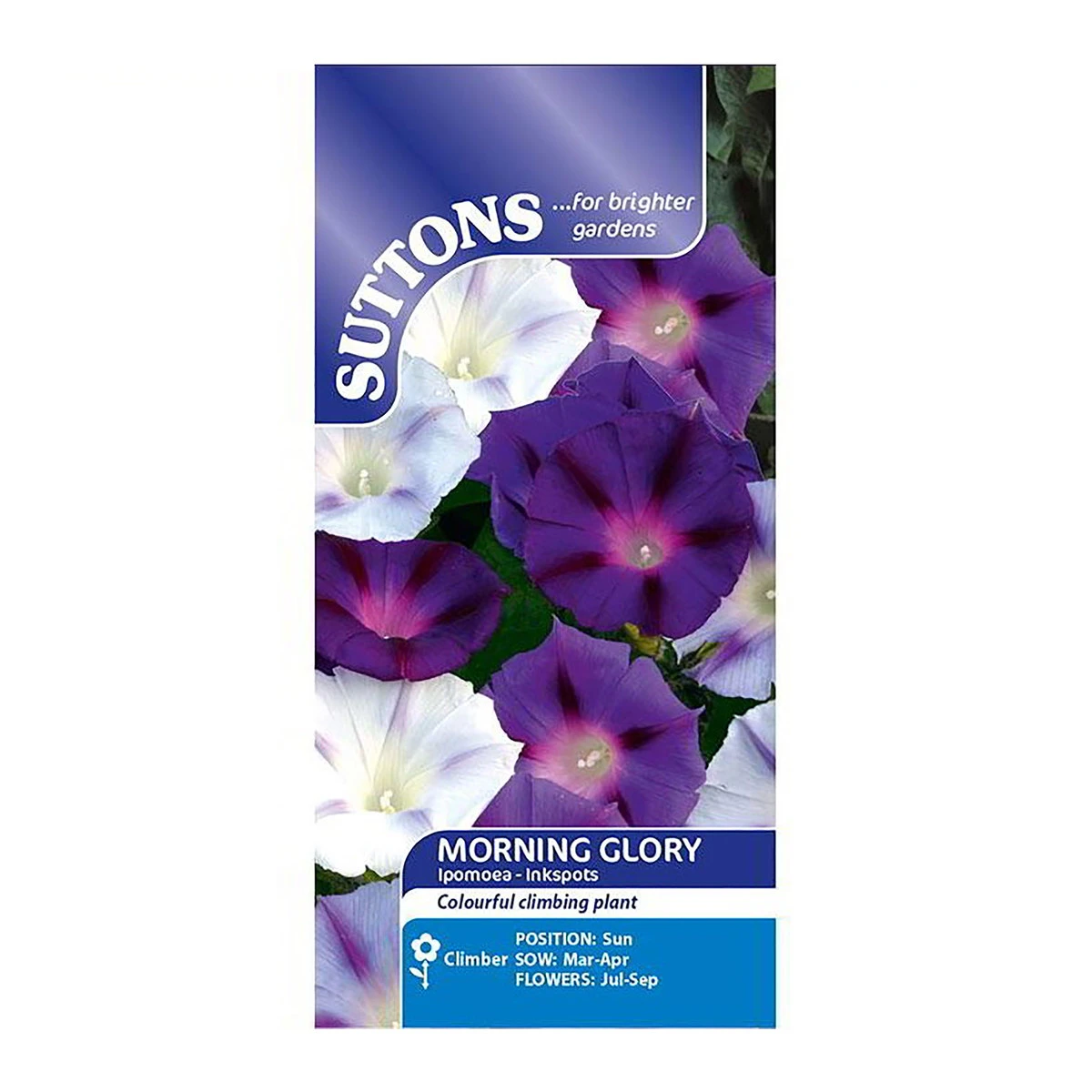 Suttons Seeds Suttons Seed Morning Glory Inkspots 2 Suttons Seeds Suttons Seed Morning Glory Inkspots - Billede 2