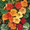 Suttons Seeds Nasturtium - Tutti Frutti Mix