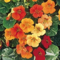 Suttons Seeds Nasturtium - Tutti Frutti Mix