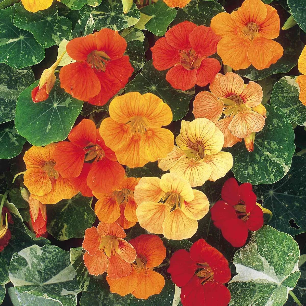 Suttons Seeds Nasturtium - Tutti Frutti Mix 1 Suttons Seeds Nasturtium - Tutti Frutti Mix