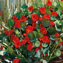 Suttons Seeds Nasturtium - Princess Of India