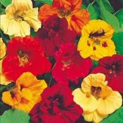 Suttons Seeds Suttons Seed Nasturtium Jewel Mix 5 Suttons Seeds Suttons Seed Nasturtium Jewel Mix -Kent & Stowe butik 9091859 frontface 1200Wx1200H