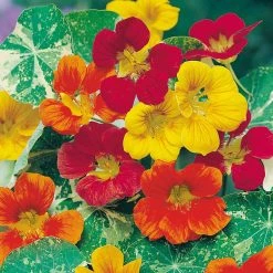 Suttons Seeds Nasturtium - Jewel Of Africa Mix