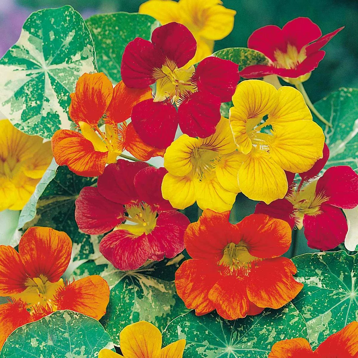 Suttons Seeds Nasturtium - Jewel Of Africa Mix 1 Suttons Seeds Nasturtium - Jewel Of Africa Mix