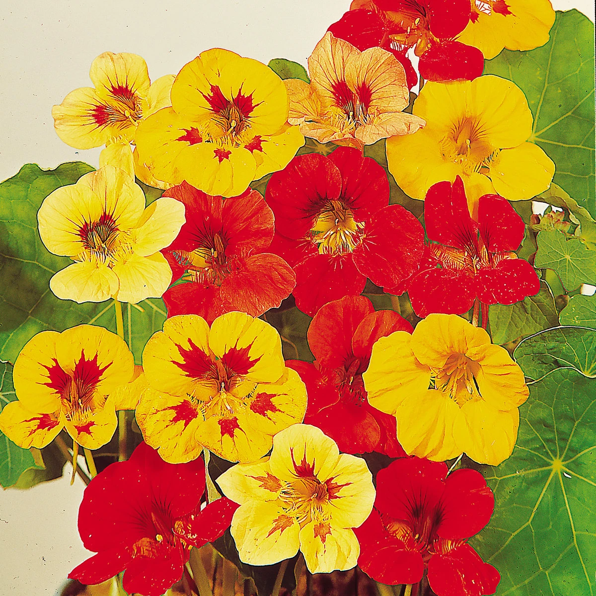 Suttons Seeds Suttons Seed Nasturtium Little Gem Mix 1 Suttons Seeds Suttons Seed Nasturtium Little Gem Mix