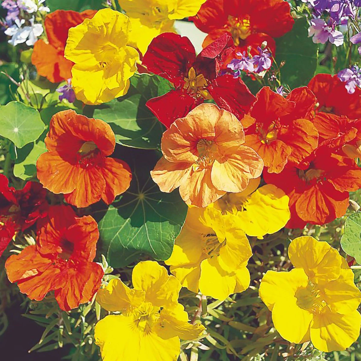Suttons Seeds Suttons Seed Nasturtium Tropical Mix 3 Suttons Seeds Suttons Seed Nasturtium Tropical Mix - Billede 3