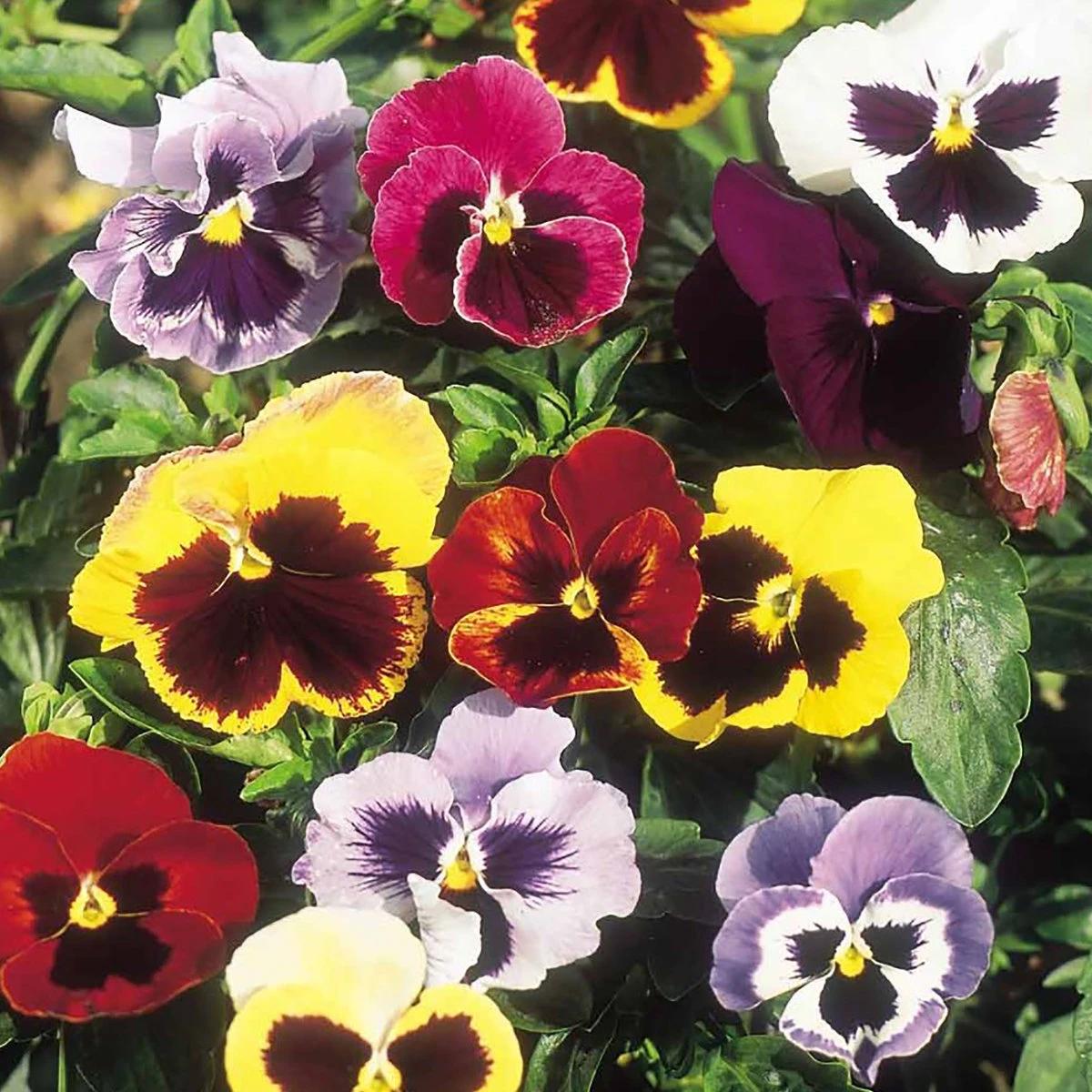 Suttons Seeds Suttons Seed Pansy Giant Fancy Mix 2 Suttons Seeds Suttons Seed Pansy Giant Fancy Mix - Billede 2