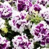 Suttons Seeds Suttons Seed Petunia F1 Pirouette Purple