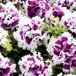 Suttons Seeds Suttons Seed Petunia F1 Pirouette Purple
