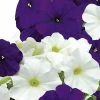 Suttons Seeds Suttons Seed Petunia Skyline Mix