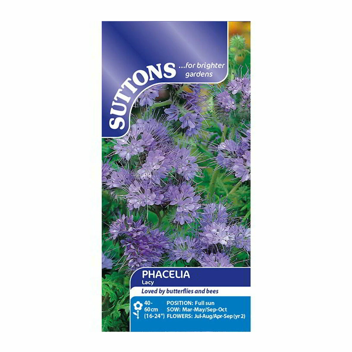 Suttons Seeds Suttons Seed Phacelia Lacy 2 Suttons Seeds Suttons Seed Phacelia Lacy - Billede 2