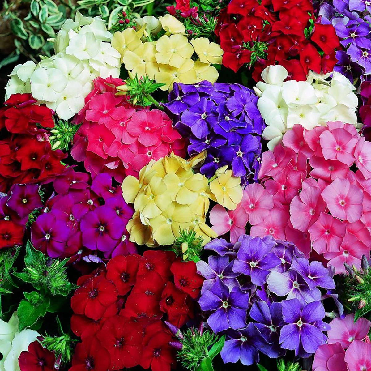 Suttons Seeds Suttons Seed Phlox Delight Drummondii Mix 1 Suttons Seeds Suttons Seed Phlox Delight Drummondii Mix