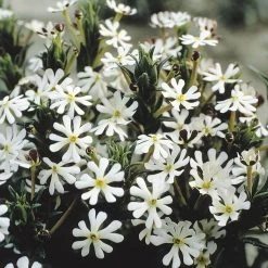 Suttons Seeds Suttons Seed Night Flowering Phlox. 5 Suttons Seeds Suttons Seed Night Flowering Phlox. -Kent & Stowe butik 9091882 frontface 1200Wx1200H