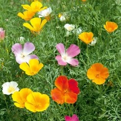 Suttons Seeds Suttons Seed Californian Poppy Vivid Mix