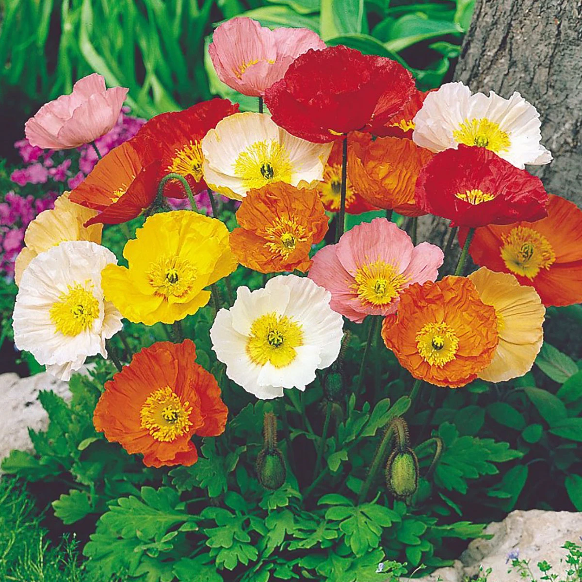 Suttons Seeds Suttons Seed Iceland Poppy Special Mix 2 Suttons Seeds Suttons Seed Iceland Poppy Special Mix - Billede 2