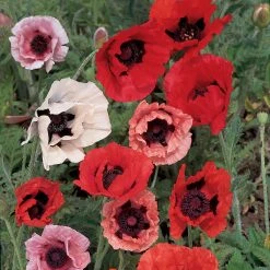 Suttons Seeds Suttons Seed Poppy Oriental Pizzicato Mx