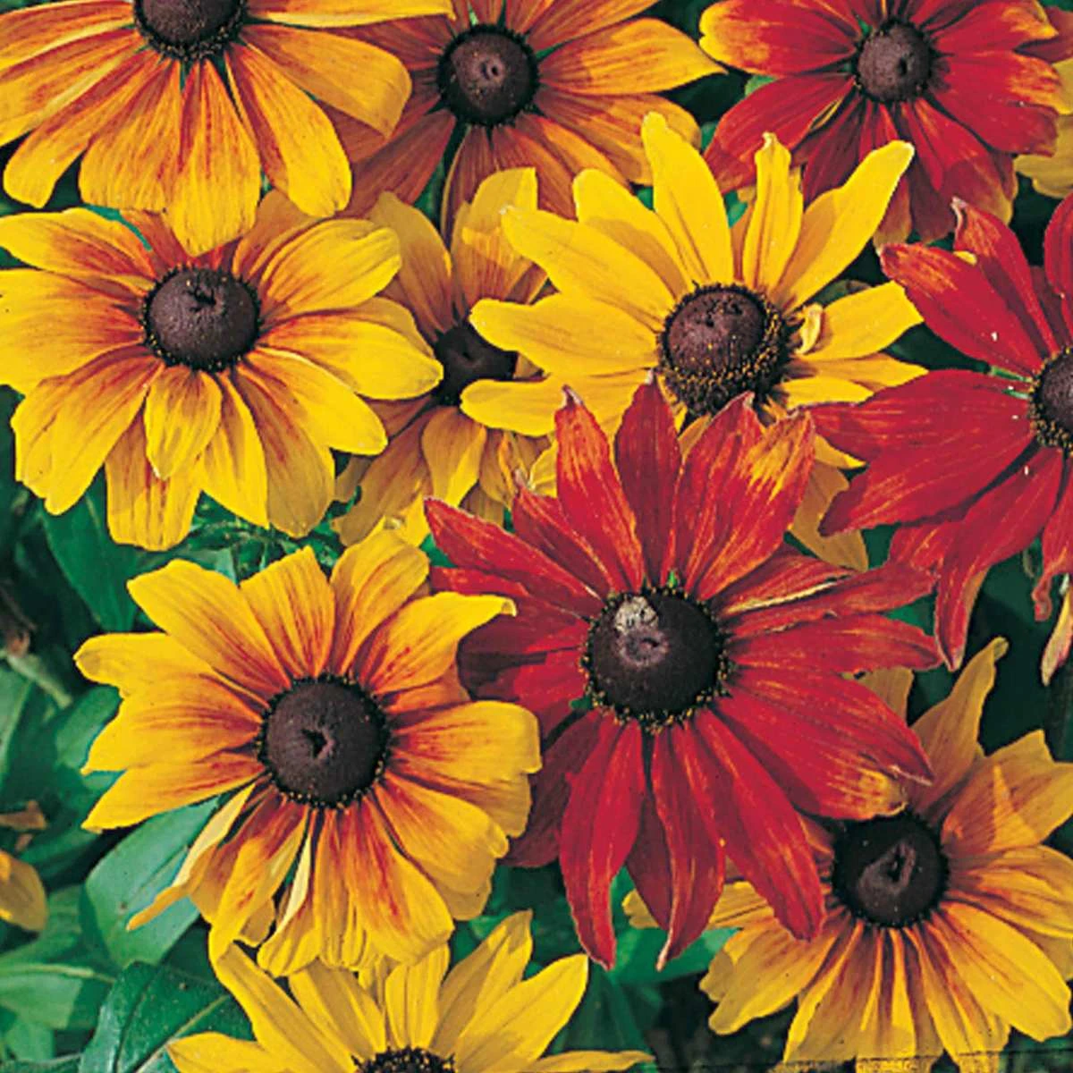Suttons Seeds Suttons Seed Rudbeckia Rustic Dwarf Mix 1 Suttons Seeds Suttons Seed Rudbeckia Rustic Dwarf Mix