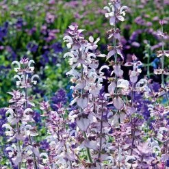 Suttons Seeds Suttons Seed Salvia Euphoria