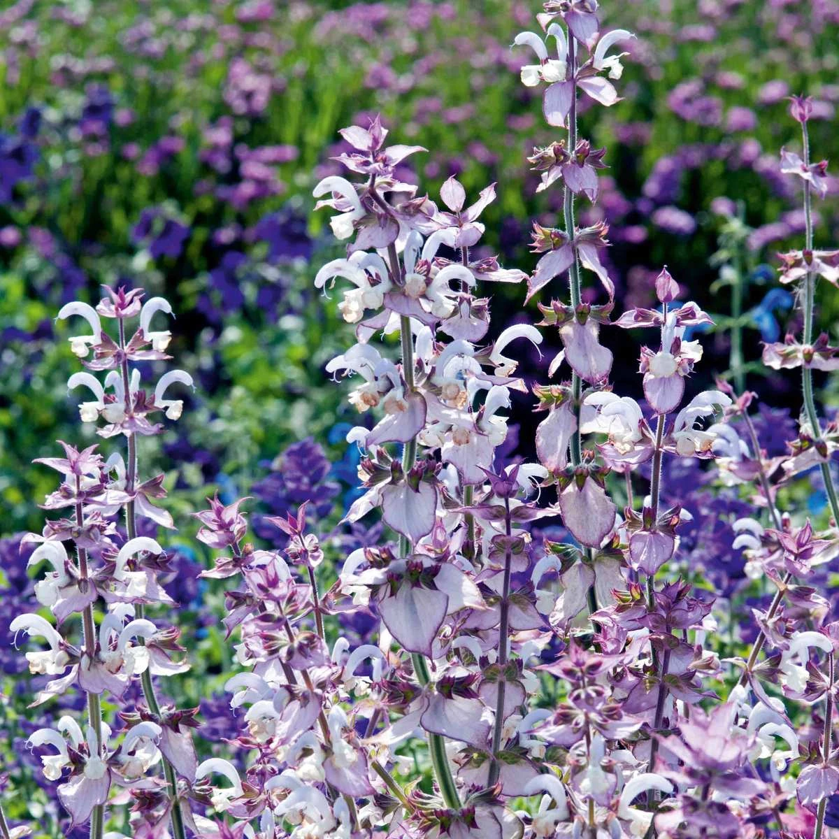 Suttons Seeds Suttons Seed Salvia Euphoria 1 Suttons Seeds Suttons Seed Salvia Euphoria