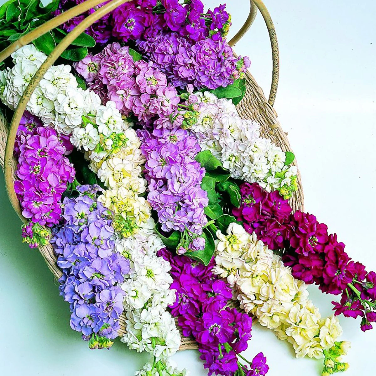 Suttons Seeds Suttons Seed Stock Giant Perfection Mix 2 Suttons Seeds Suttons Seed Stock Giant Perfection Mix - Billede 2