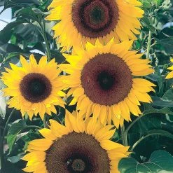 Suttons Seeds Suttons Seed Sunflower Full Sun F1