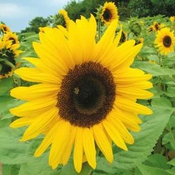 Suttons Seeds Suttons Seed Sunflower Giant Yellow
