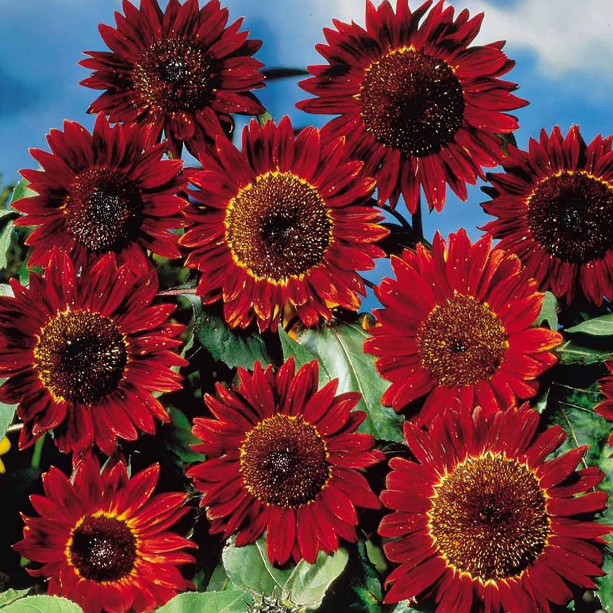Suttons Seeds Suttons Seed Sunflower Ruby Sunset 2 Suttons Seeds Suttons Seed Sunflower Ruby Sunset - Billede 2