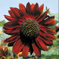 Suttons Seeds Suttons Seed Sunflower Ruby Sunset