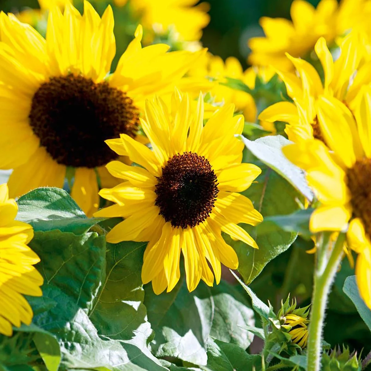 Suttons Seeds Suttons Seed Sunflower Suntastic Yellow 2 Suttons Seeds Suttons Seed Sunflower Suntastic Yellow - Billede 2