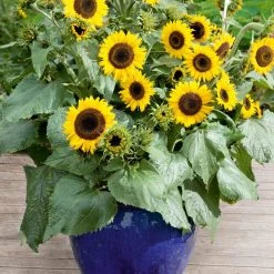 Suttons Seeds Suttons Seed Sunflower Waooh!