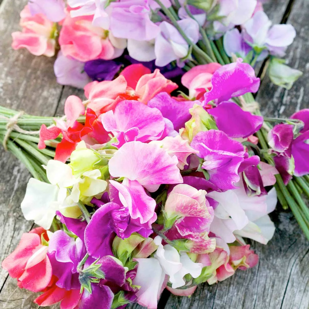 Suttons Seeds Sweet Pea - Distant Horizons 1 Suttons Seeds Sweet Pea - Distant Horizons