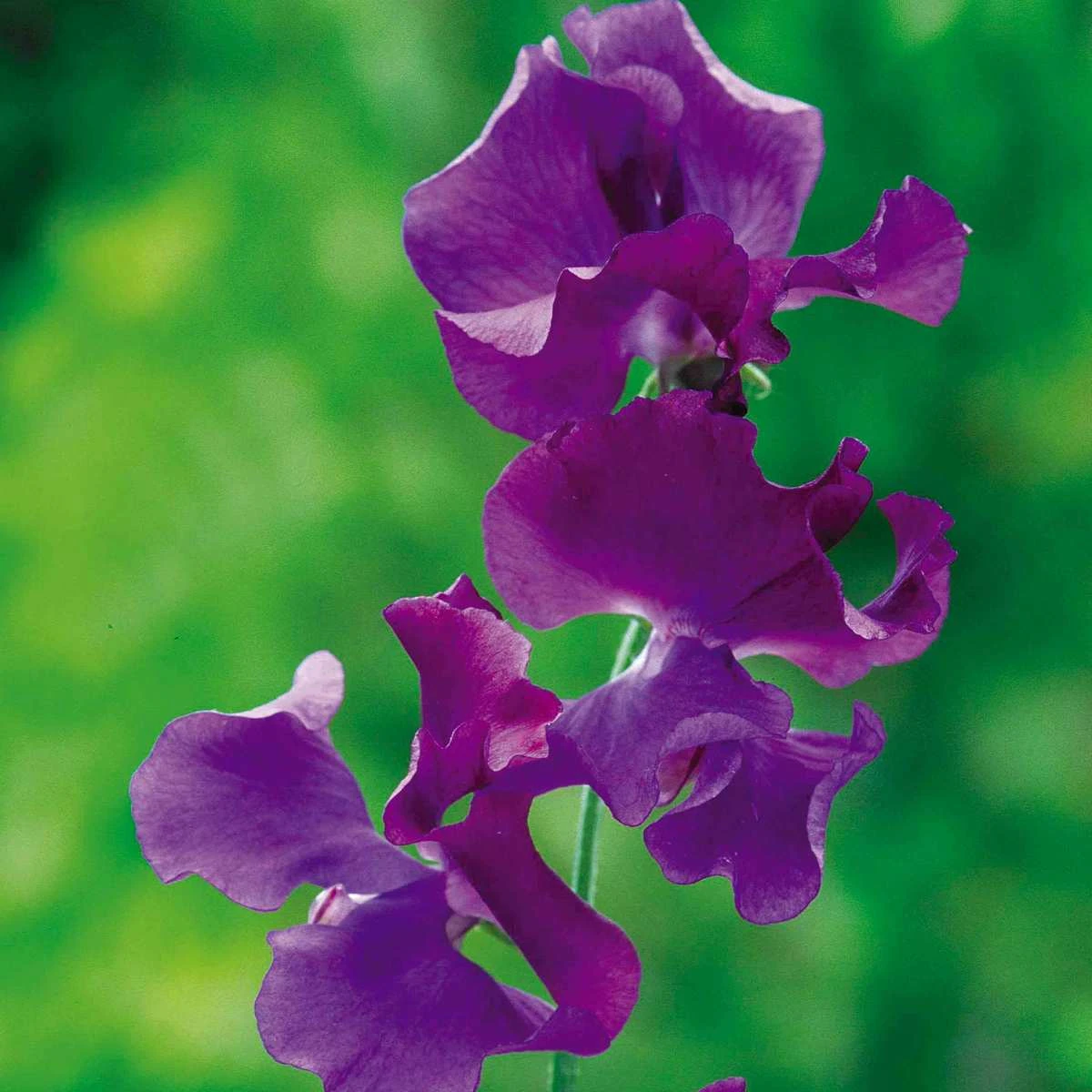 Suttons Seeds Sweet Pea - Fragrant Skies 1 Suttons Seeds Sweet Pea - Fragrant Skies