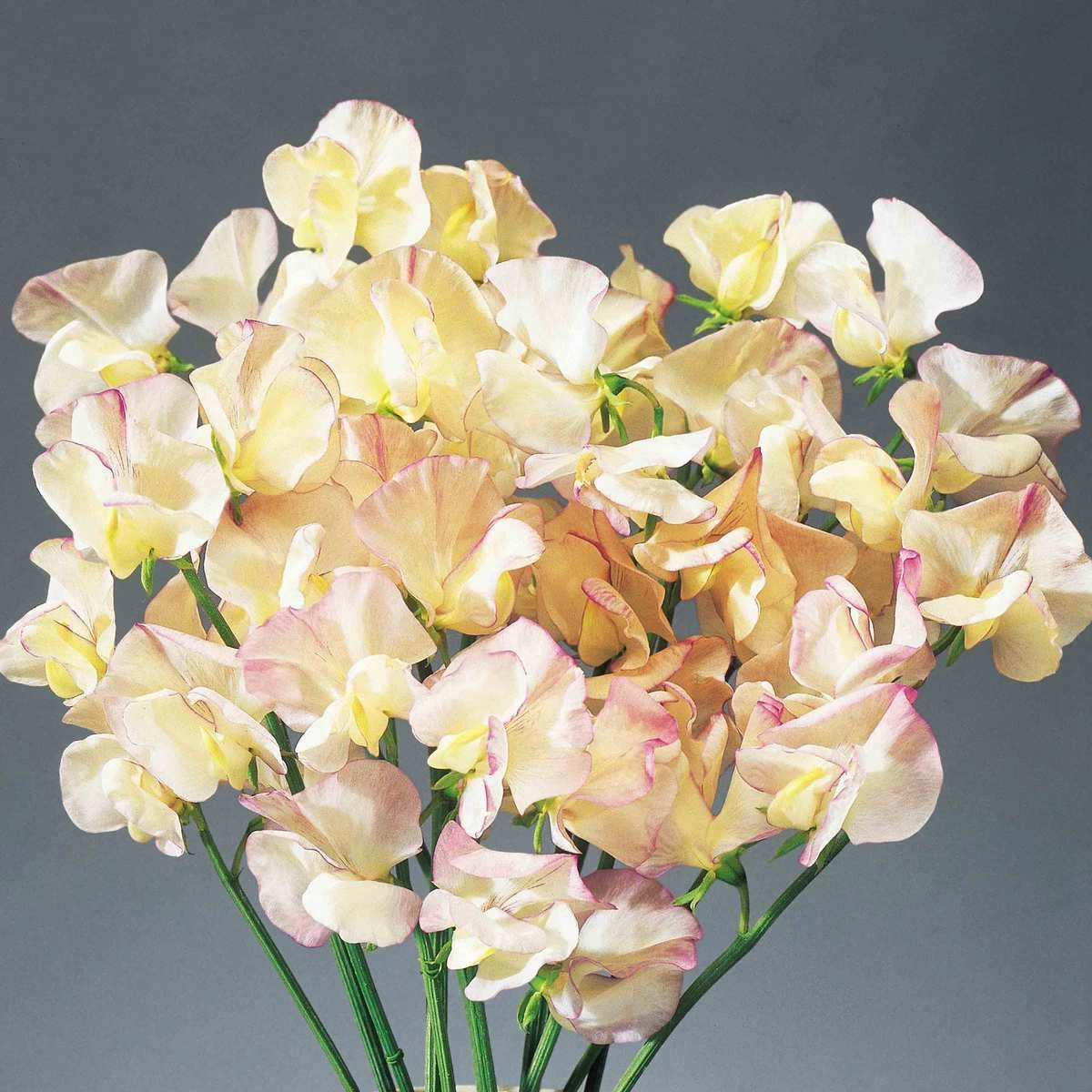 Suttons Seeds Sweet Pea - High Scent 1 Suttons Seeds Sweet Pea - High Scent