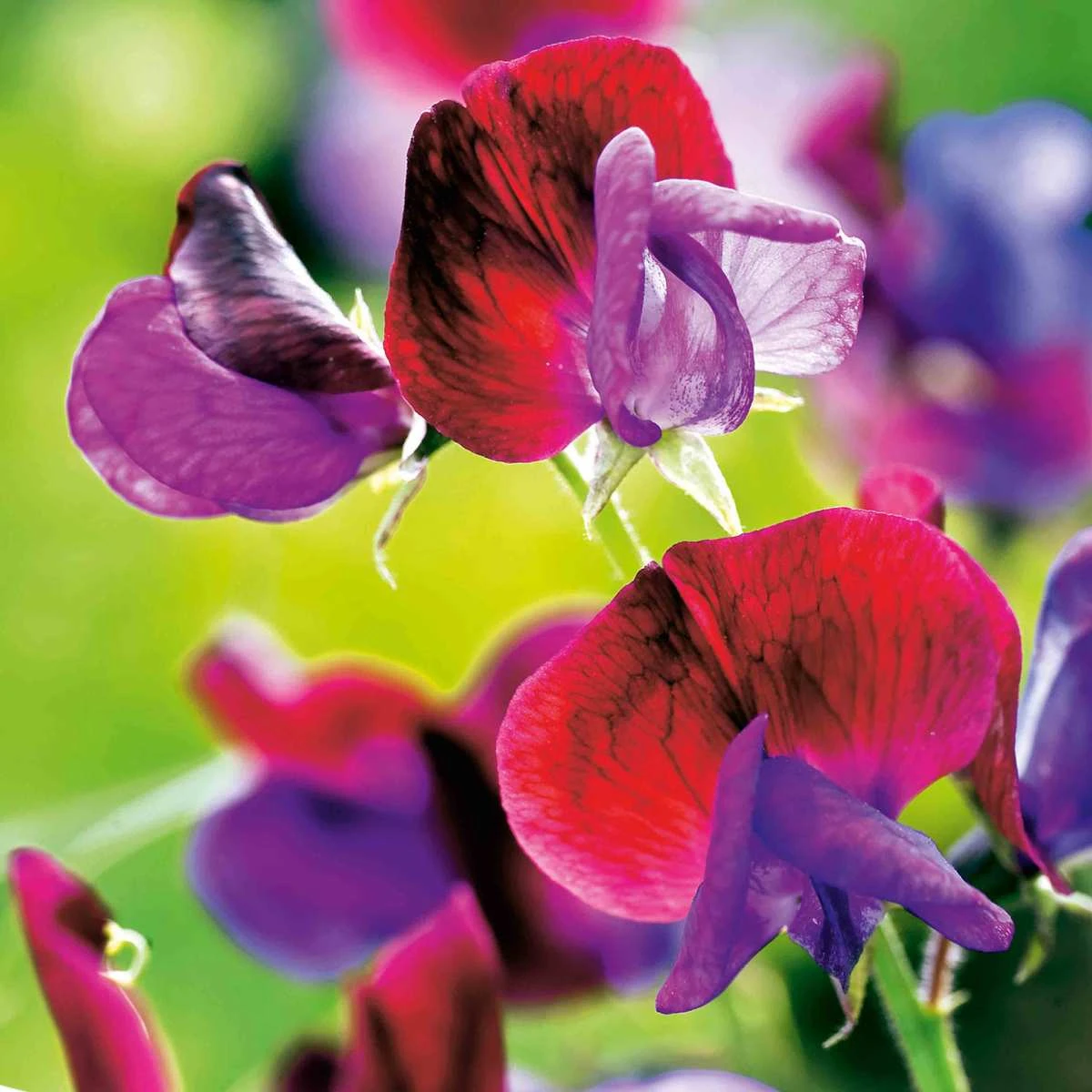 Suttons Seeds Sweet Pea - Cupani 1 Suttons Seeds Sweet Pea - Cupani