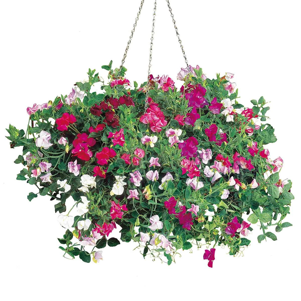 Suttons Seeds Sweet Pea - Sweetie Mix 1 Suttons Seeds Sweet Pea - Sweetie Mix