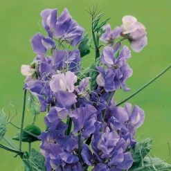 Suttons Seeds Sweet Pea - Noel Sutton