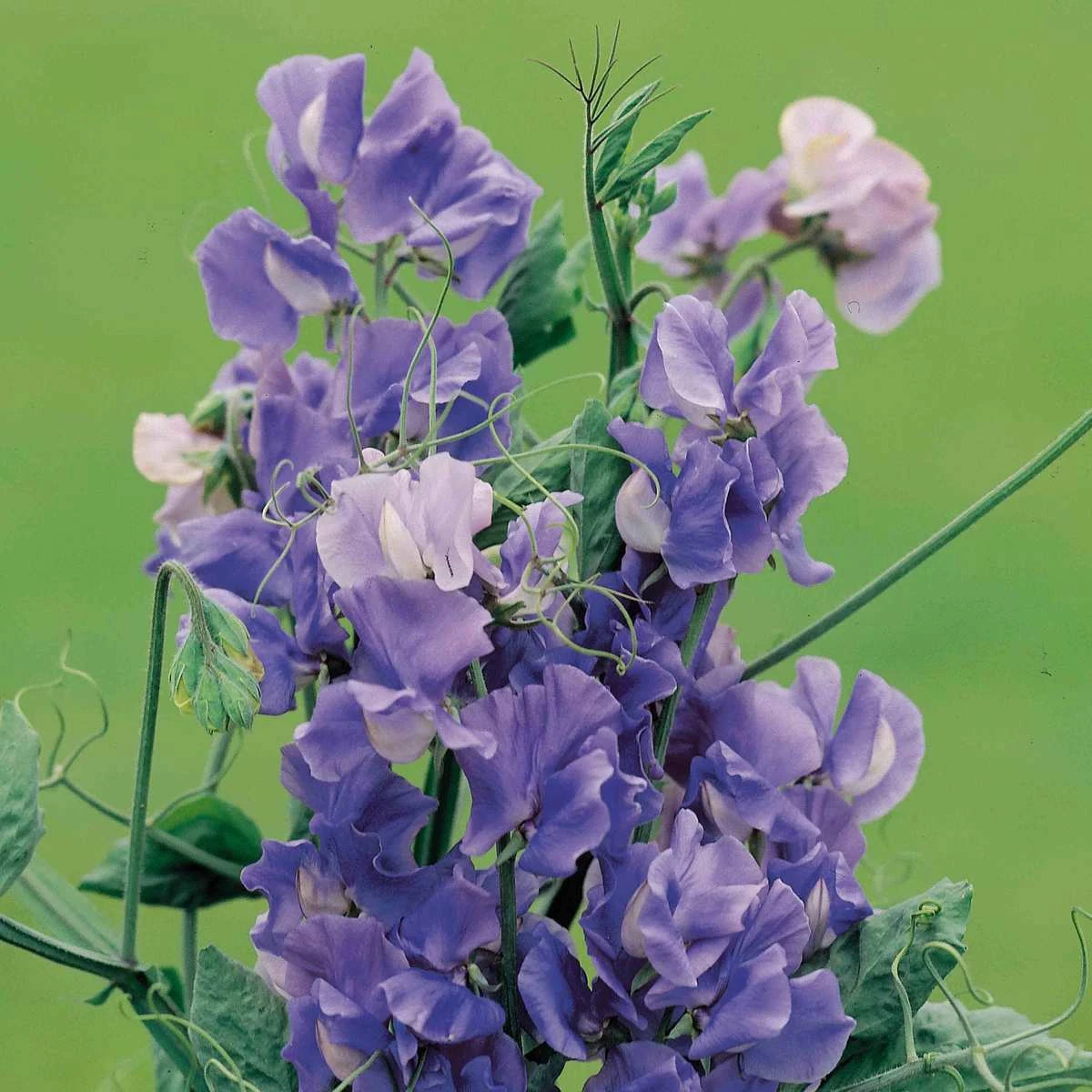 Suttons Seeds Sweet Pea - Noel Sutton 1 Suttons Seeds Sweet Pea - Noel Sutton