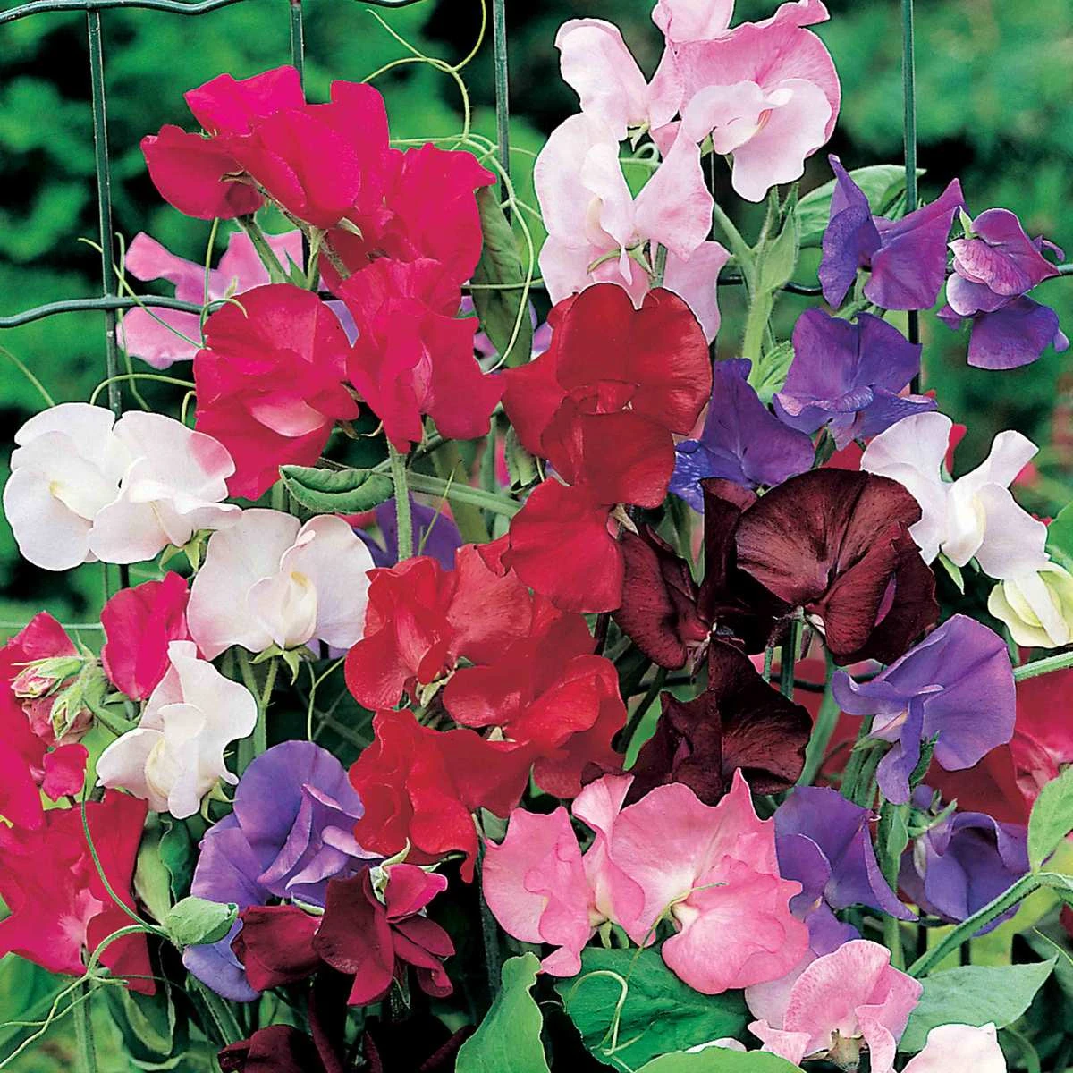 Suttons Seeds Sweet Pea - Spencer Special Mix 1 Suttons Seeds Sweet Pea - Spencer Special Mix