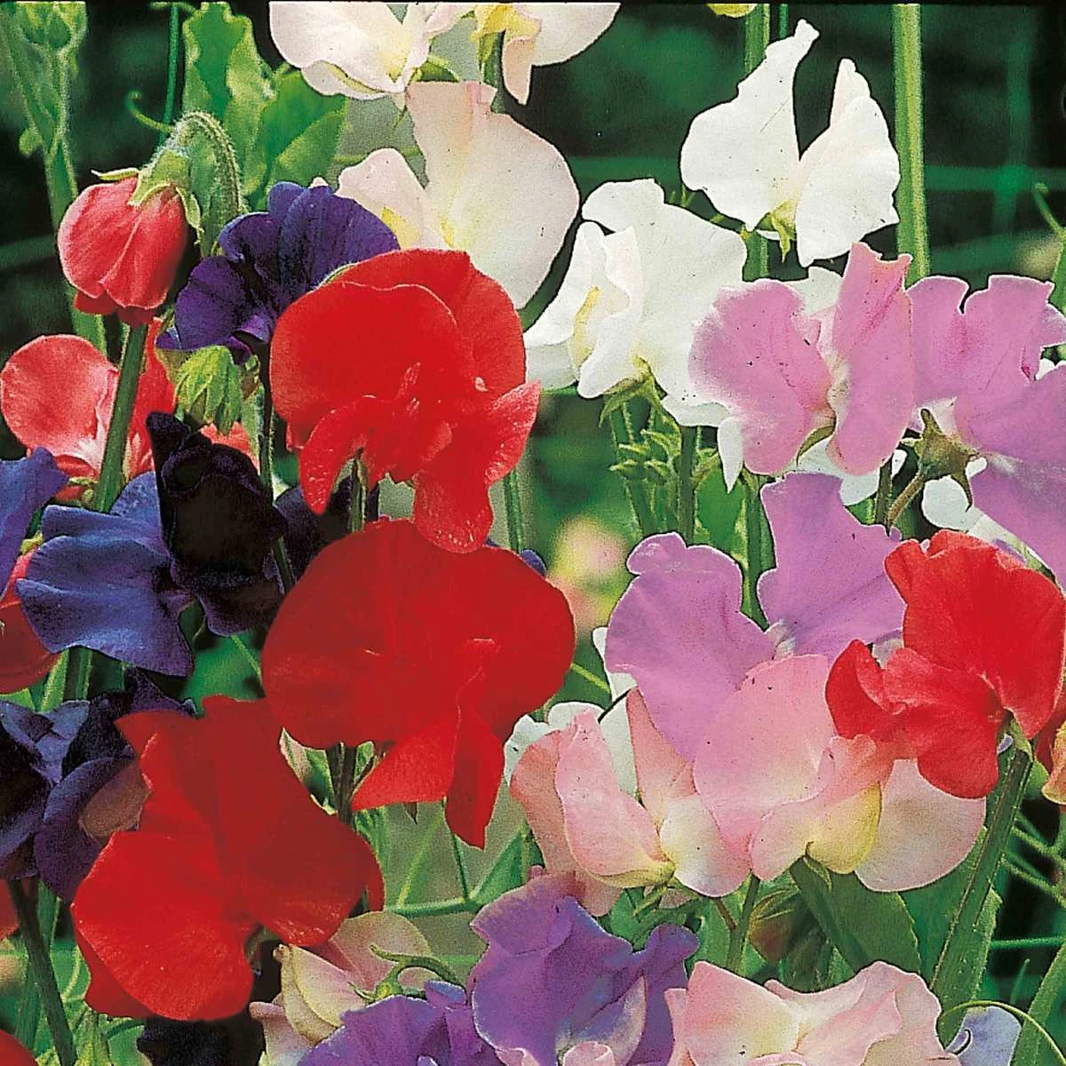 Suttons Seeds Sweet Pea - Old Fashioned Scented Mix 1 Suttons Seeds Sweet Pea - Old Fashioned Scented Mix
