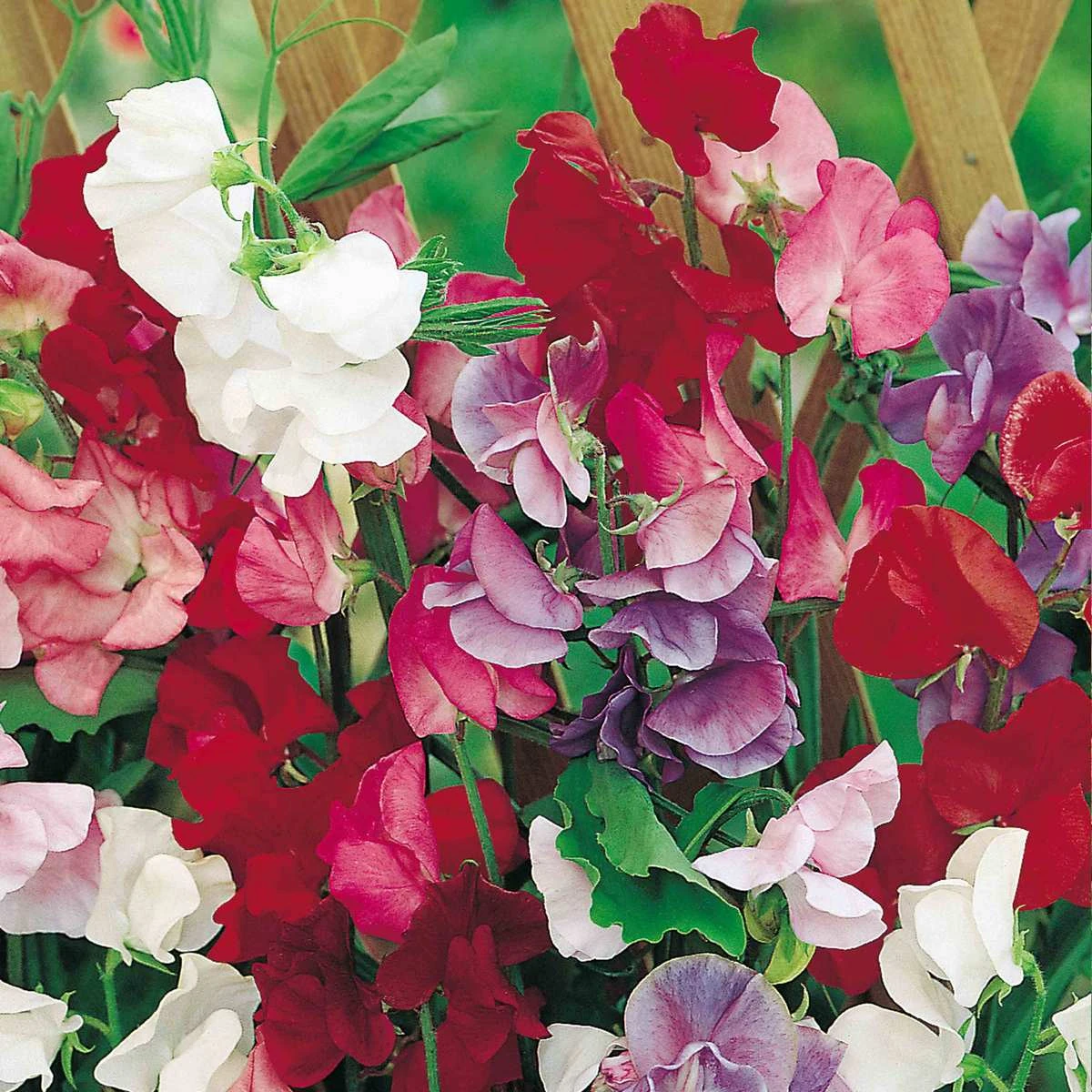 Suttons Seeds Sweet Pea - Jet Set Mix 1 Suttons Seeds Sweet Pea - Jet Set Mix
