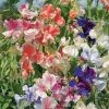 Suttons Seeds Sweet Pea - True Fragrance