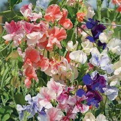 Suttons Seeds Sweet Pea - True Fragrance
