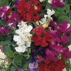 Suttons Seeds Sweet Pea Patio Mix -Kent &amp Stowe butik 9091956 frontface 1200Wx1200H