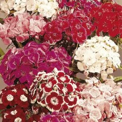 Suttons Seeds Suttons Seed Sweet William Perfume Mix