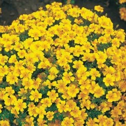 Suttons Seeds Suttons Seed Tagetes Golden Gem